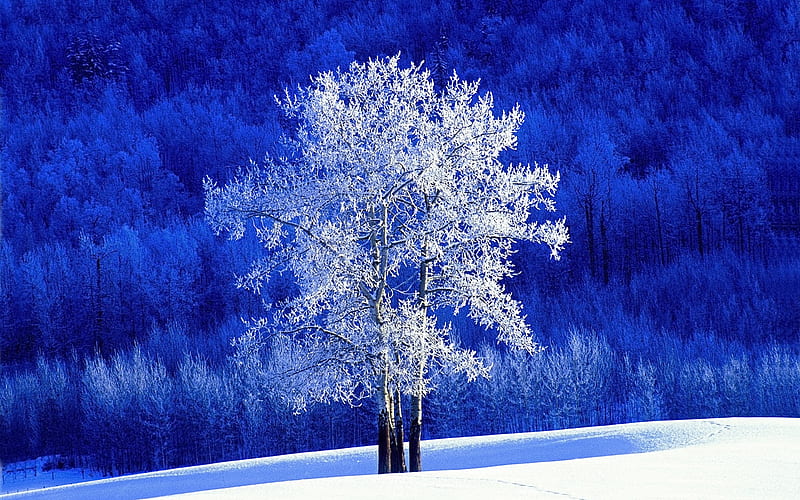 BC Canada snow on the poplar trees, HD wallpaper