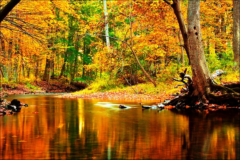 October - brilliance, autumn, view, golden, colors, yellow, trees, nature, river, brilliance, october, light, HD wallpaper