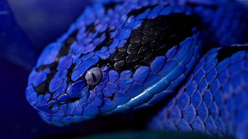 Closeup View Of Blue Black Python Snake Animals, HD wallpaper