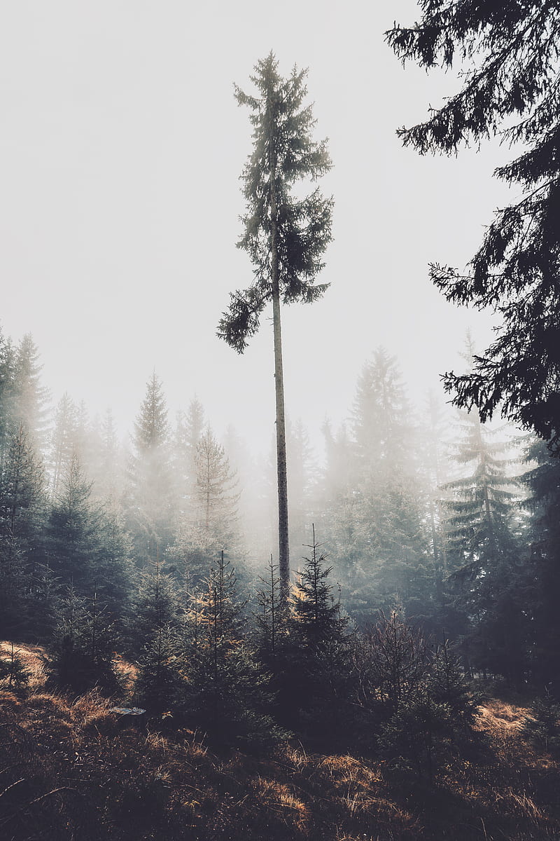 trees, fog, forest, pines, conifer, HD phone wallpaper