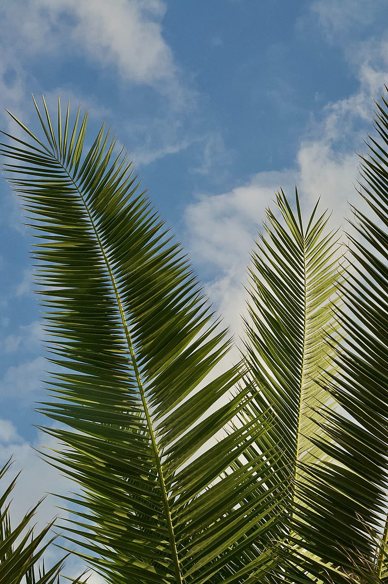 Palm, leaves, branches, dark, HD wallpaper