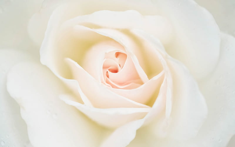 white rose, beautiful white flower, rose bud, macro, rose petals, HD wallpaper