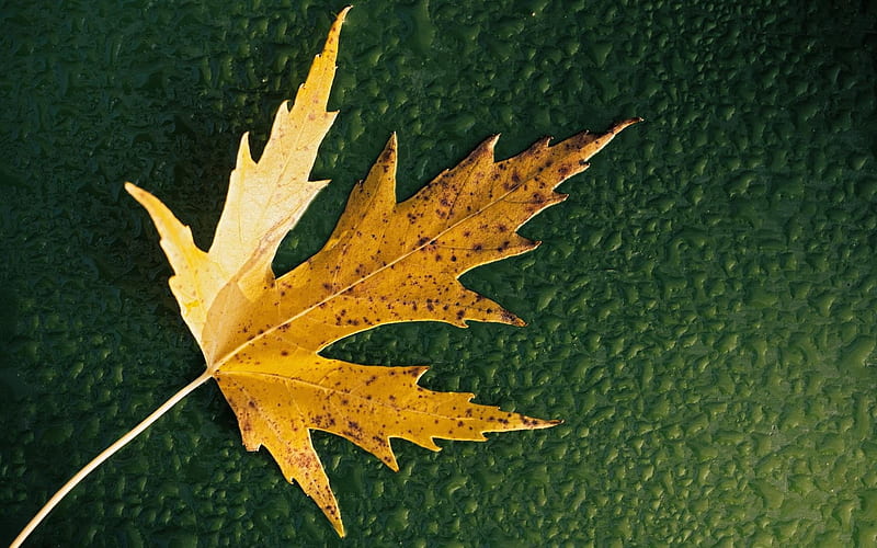 Simple Leaf, leaf, nature, HD wallpaper