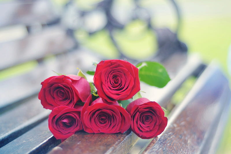 ❀, red, red roses, pretty, red passion, roses, floral, love, flowers, beauty, HD wallpaper