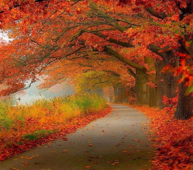 Fall dressing, rees, path, colors, utumn, HD wallpaper | Peakpx