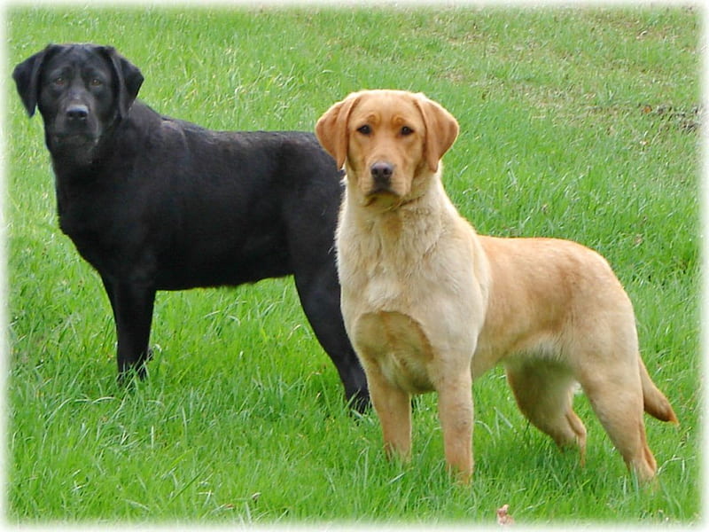 Labs X 2, Labs, golden, black, hunters, dogs, pair, HD wallpaper
