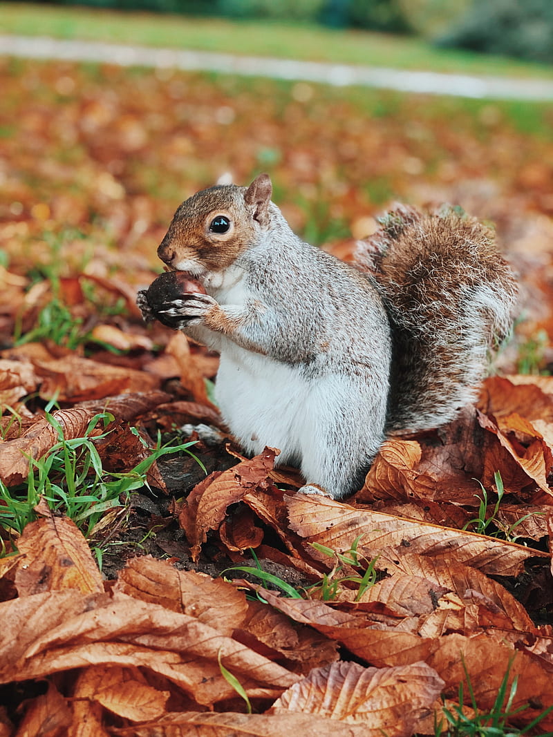 squirrel, rodent, animal, nut, foliage, HD phone wallpaper