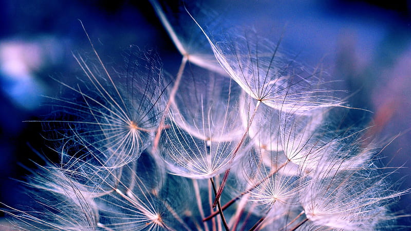 Closeup View Of Dandelion Nature, HD wallpaper | Peakpx