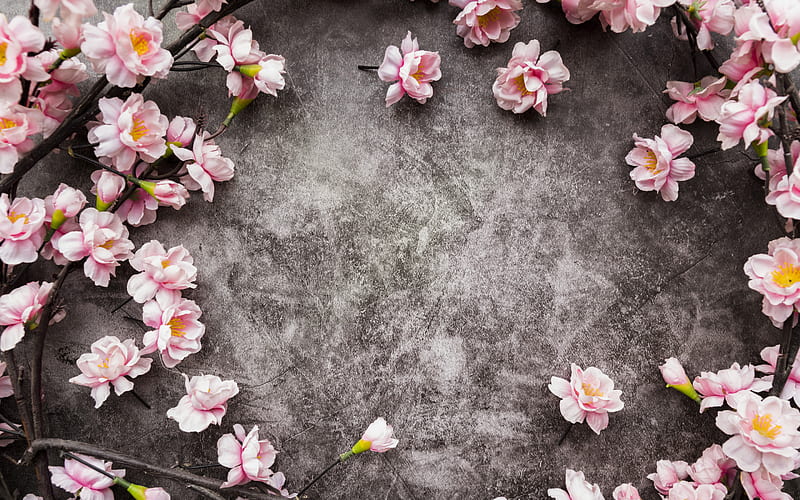 flower frame, pink spring flowers, gray background, cherry blossom, spring, frame of pink flowers, HD wallpaper