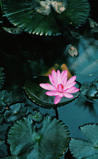 Lotus Flower Leaves Plant Hd Mobile Wallpaper Peakpx