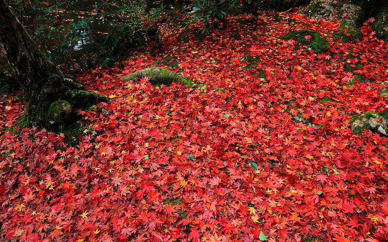 Montreal red deciduous-Enkoji Temple Autumn, HD wallpaper