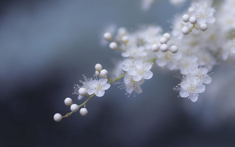 spring white flowers, apricot blossoms, gray background, blur, spring background, HD wallpaper