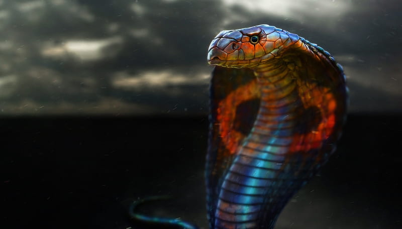 Cobra, ben judd, snake, red, fantasy, blue, HD wallpaper | Peakpx