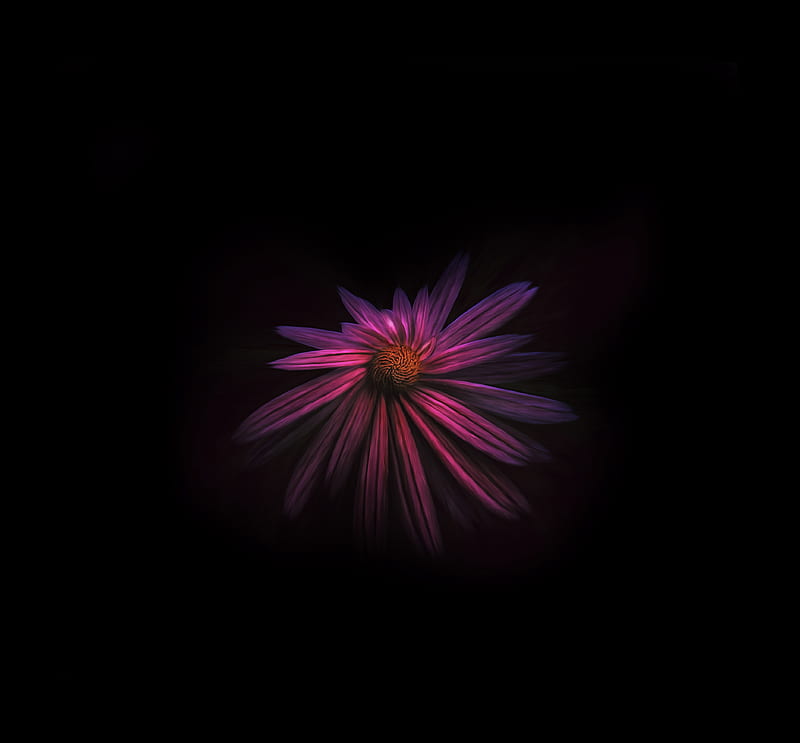Flower Dark Background, flowers, dark, background, HD wallpaper | Peakpx