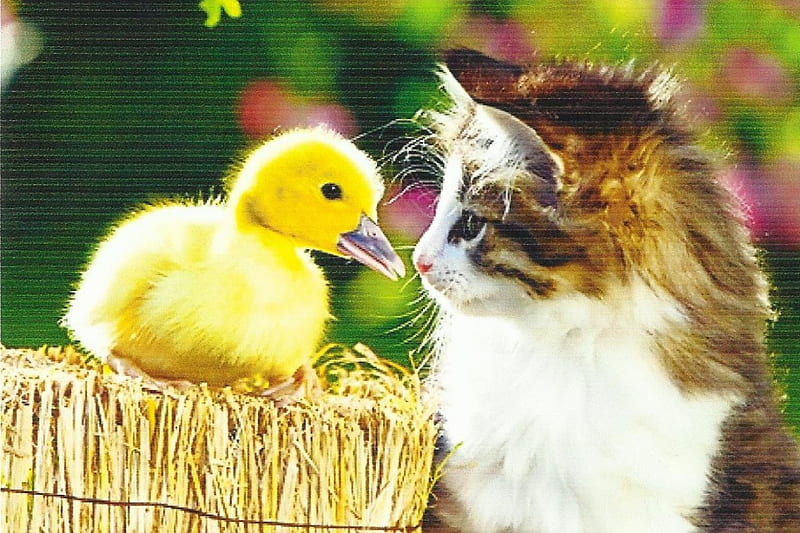 Tabby kitten with a duckling, cute, paws, tabby, kitten, duckling, HD wallpaper