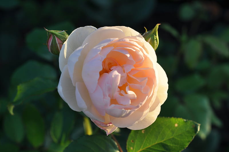 Flower with sunlight (lol), 18-55mm, Rose, Nikon, Flower, HD wallpaper