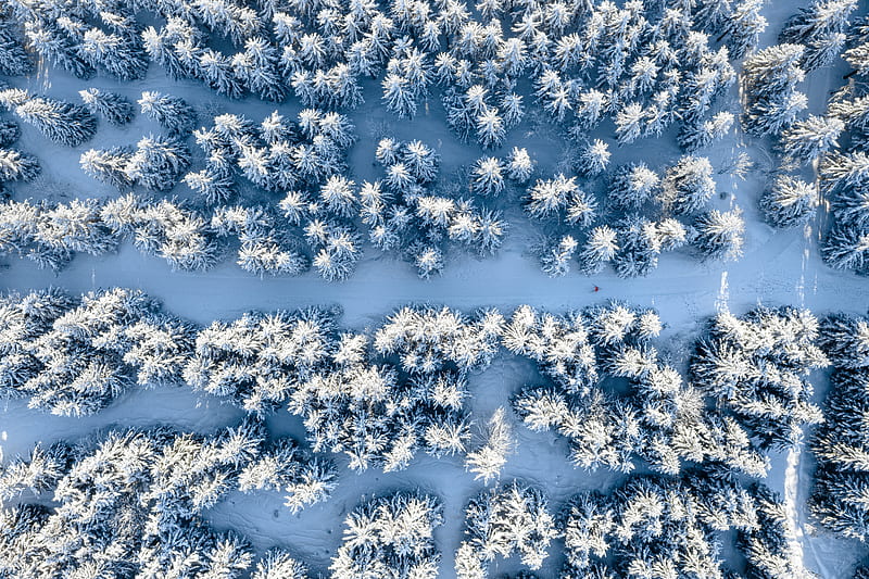 forest, snow, winter, aerial view, HD wallpaper