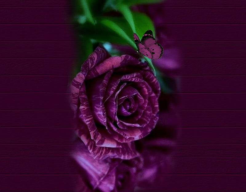 Rosa, flor, rosa, violeta, Fondo de pantalla HD | Peakpx