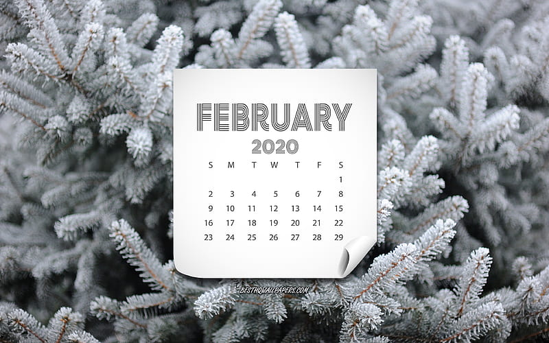 February 2020 Calendar, winter background, 2020 concepts, 2020 calendars, February, tree, HD wallpaper