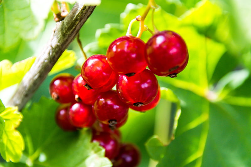 currant, berry, red, fruit, HD wallpaper