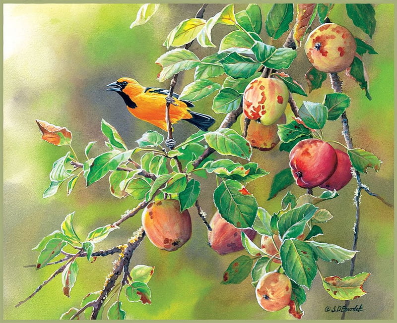 Bird in the apple tree, bird, bourdet, painting, pasari, pictura, sd bourdet, art, apple, oriole, fruit, HD wallpaper