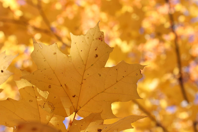 Maple Leaf Hd Wallpaper Peakpx