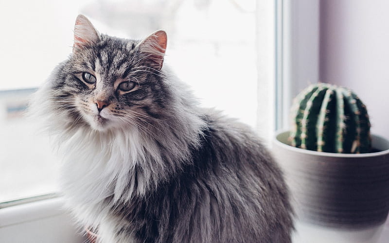 Siberian cat, gray fluffy cat, domestic cat, cactus, window sill, cat, HD wallpaper