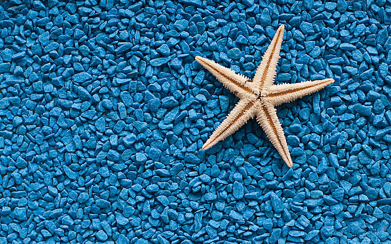 starfish blue pebbles, coast, sea, blue stones, starfish on beach, HD wallpaper
