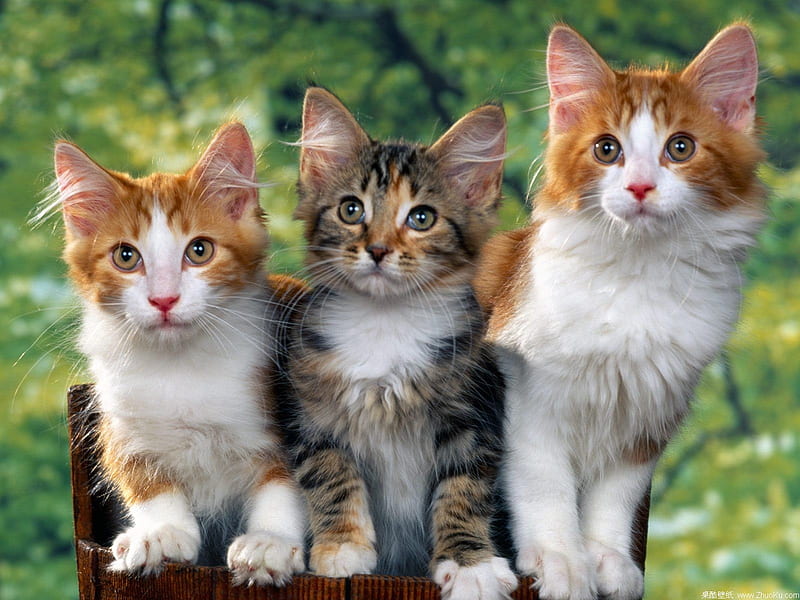 WERE 3 LITTLE KITTENS AND WE HAVE LOST OUR MITTENS, cute, adorable, mittens, kittens lost, HD wallpaper