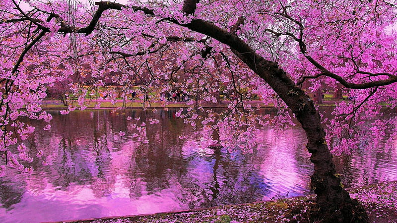 Beautiful Spring Pink Blossom Flowers Tree Branches Reflection On Water Flowers, HD wallpaper