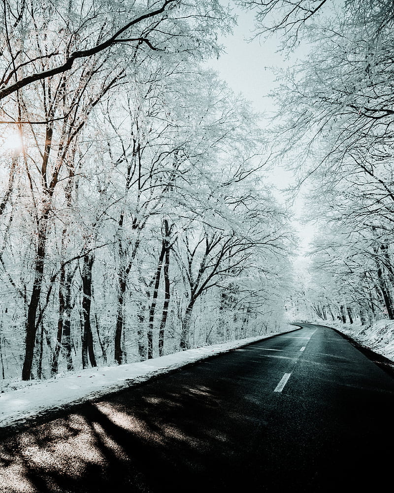 road, trees, snow, winter, nature, HD phone wallpaper