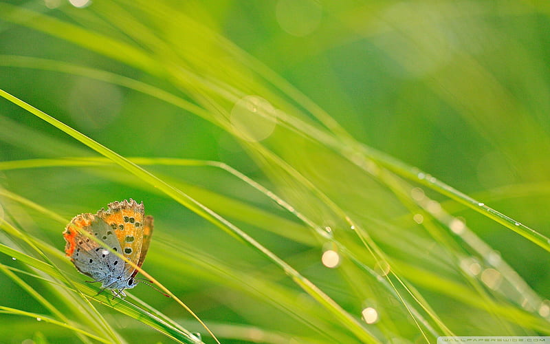 butterfly and green grass-small animal, HD wallpaper