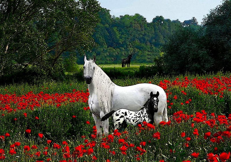 White Horse in Red Field, poppies, flowers, foal, blooms, trees, landscape, HD wallpaper