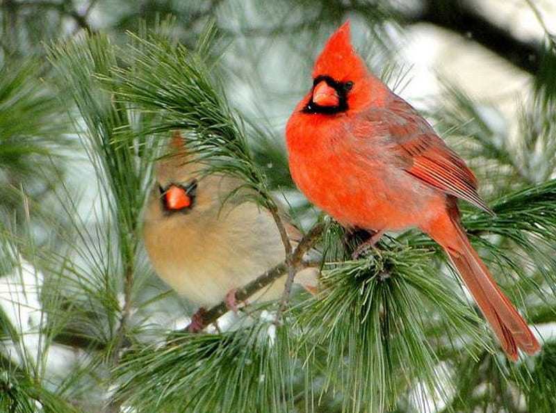 Male and Female Cardinal, male, female, birds, trees, animal, cardinal, HD wallpaper