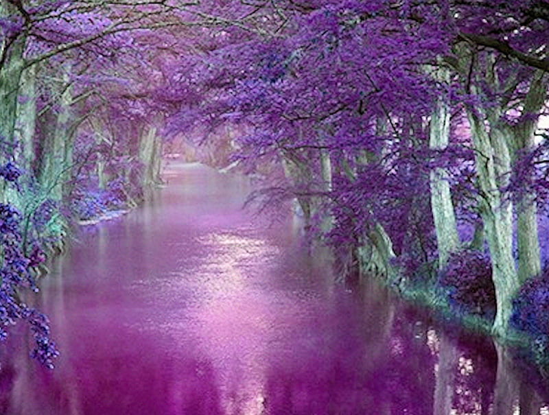 Beautiful Purple, graphy, purple, nature, forests, rivers, HD wallpaper