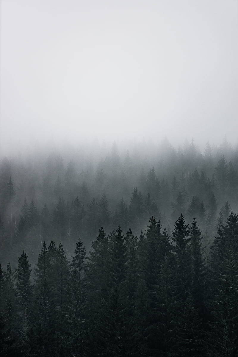 forest, fog, aerial view, pines, trees, coniferous, HD phone wallpaper