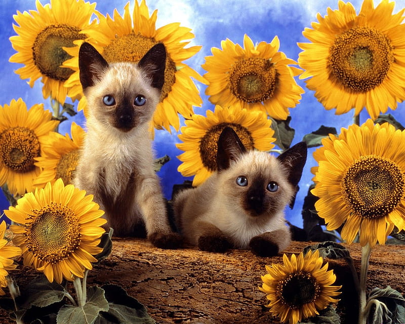Cats and sunflowers, feline, flower, sunflower, cat, kitten, siames, sweet, HD wallpaper