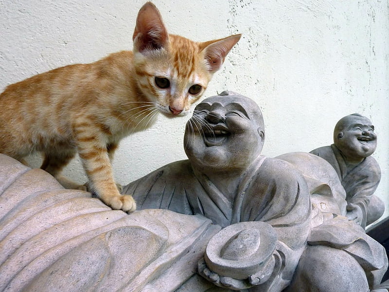 Buddah kitten, cute, red, pet, kitten, buddah, HD wallpaper