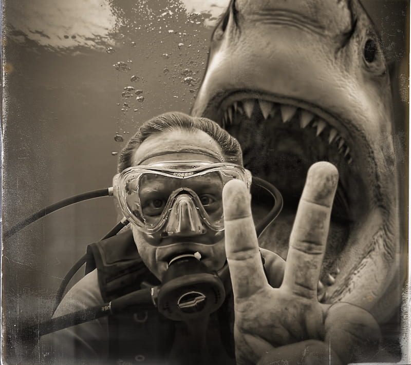 Selfie gone wrong, diver, jaws, ocean, scuba, scuba diver, shark, swim, water, HD wallpaper