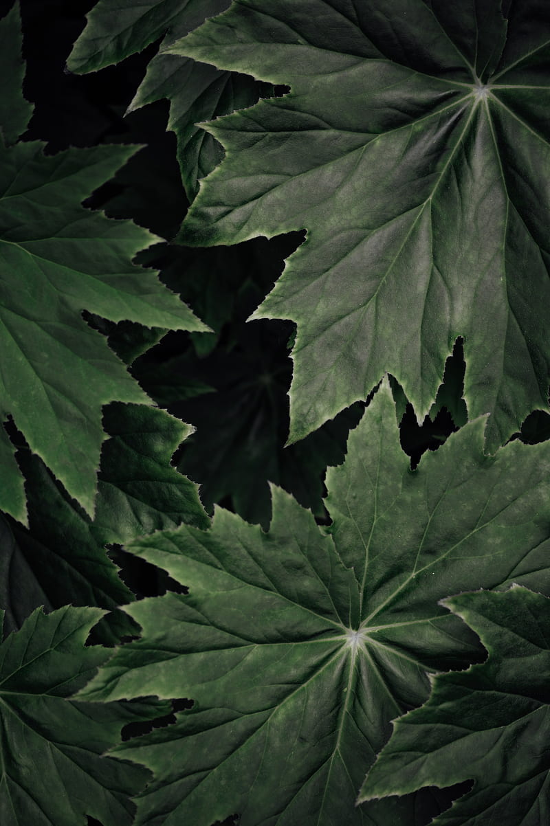 leaves, plant, macro, surface, green, HD phone wallpaper