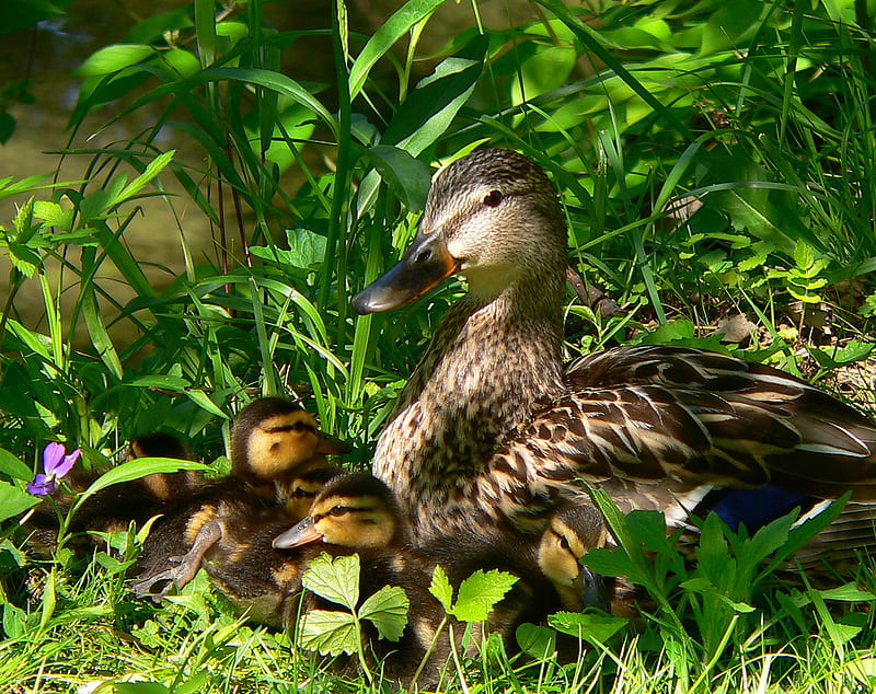 Mom*s Day, duck, duckling, grass, wild, HD wallpaper
