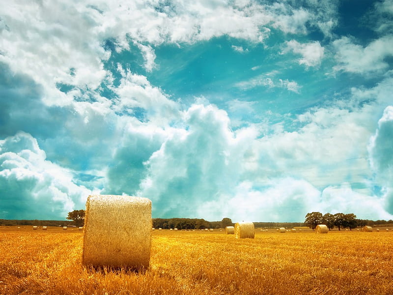 Hay Field, sky, clouds, farm, gold, coils, longhorn, nature, fields, blue, HD wallpaper
