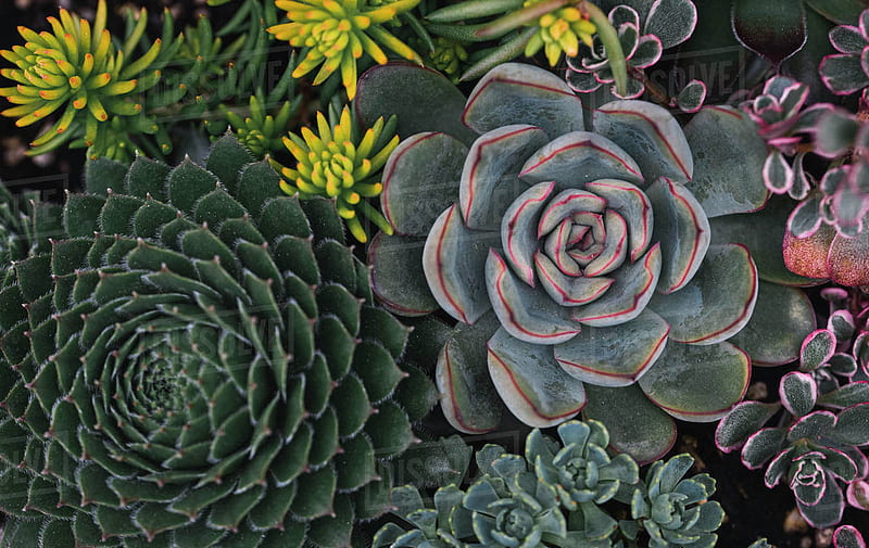 Overhead shot of a variety of colorful succulent plants. - Stock - Dissolve, HD wallpaper