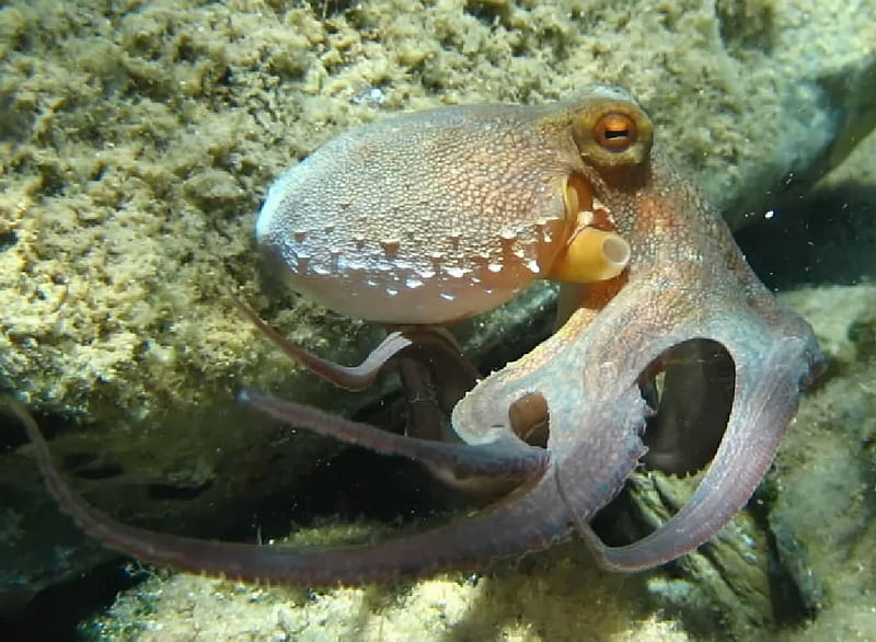 Octopus, Mollusks, Zoology, Marine animals, HD wallpaper