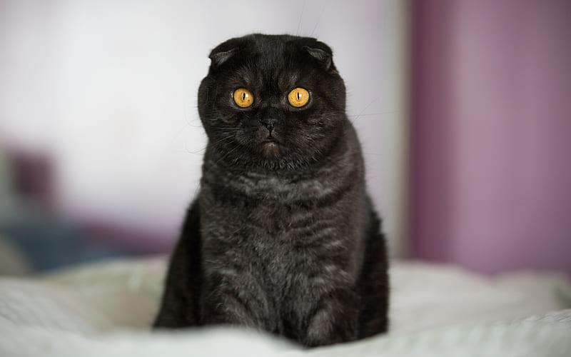 Black Scottish Fold, muzzle, pets, cats, black cat, cute animals, domestic cat, Scottish Fold Cat, HD wallpaper