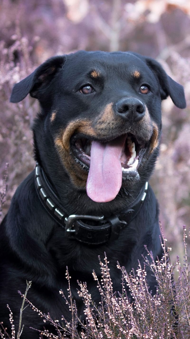 Rottweiler Dog Black And Brown, rottweiler dog, black and brown, HD phone wallpaper