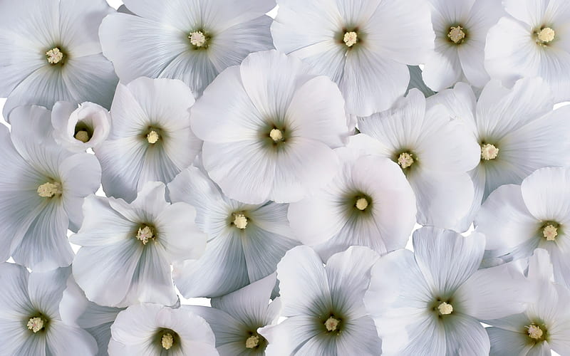 Flores blancas frías, flores, blanco, Fondo de pantalla HD | Peakpx Flores blancas frías, flores, blanco, Fondo de pantalla HD | Peakpx