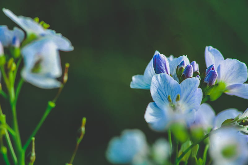 teal petaled flower, HD wallpaper