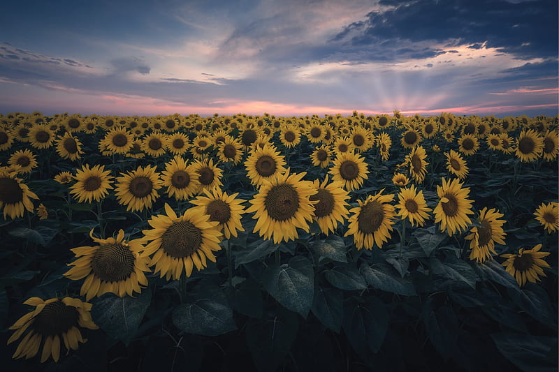 Flowers, Sunflower, Summer, Sunset, Yellow Flower, HD wallpaper