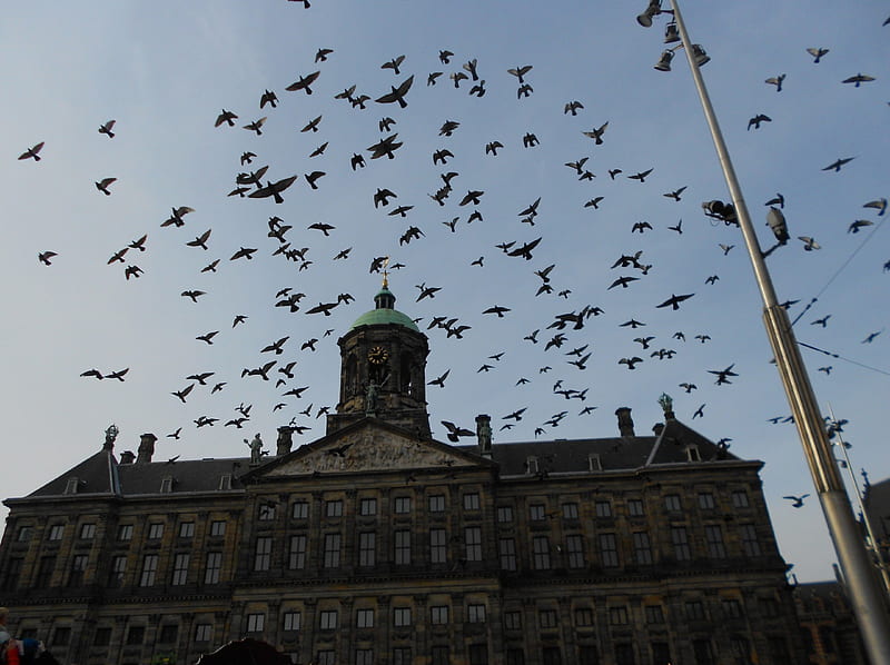 Pigeons flying in dam square, pigeons, dam square, sky, amsterdam, HD wallpaper